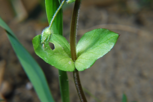 Stellaria media s.l.